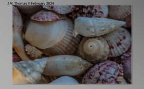 Macro Shells Feb 2024-20.jpg